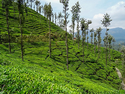 Coffee Plantations of Chikmagalur